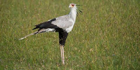 6-Day Samburu, Ol Pejeta & Nakuru Safari