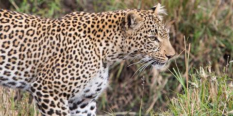 5-Day Kenyan Luxury Bush & Beach Safari