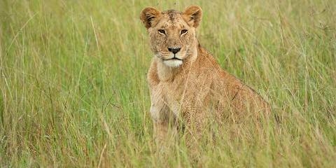 4-Day Masai Mara-Lake Nakuru Budget Group Camping Safari