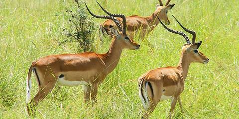 6-Day Masai Mara-Lake Nakuru-Amboseli Camping Safari