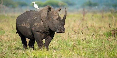 4-Day Private Masai Mara & Lake Nakuru Escape