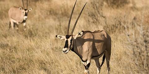 4-Day Northern Kenya Midrange Safari