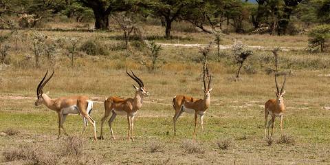 3-Day Samburu Wilderness to Thomson Falls Experience