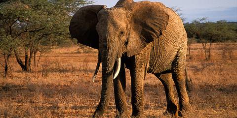 4-Day The Untamed Southern Kenya Safari