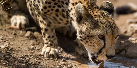 5-Day Classic Kenya Safari Mara Nakuru & Naivasha Group
