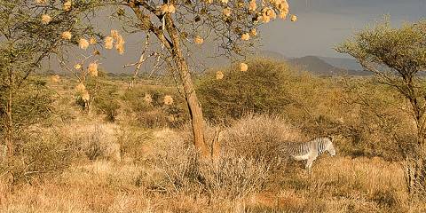 3-Day Amboseli -Tsavo East -Mombasa Midrange Safari