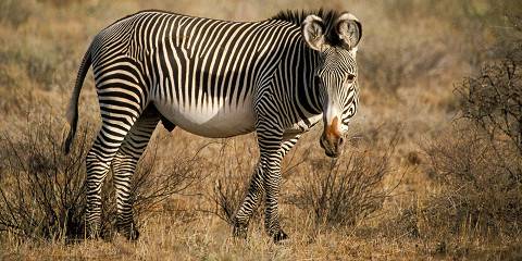 6-Day Ol Pejeta and Samburu Wilderness Escape Safari