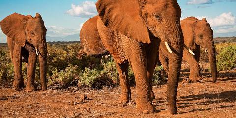 3-Day Tsavo East & Tsavo West Big Five Safari