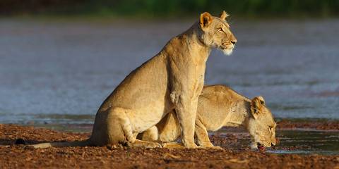 4-Day Nairobi-Tsavo East/West & Amboseli with Sgr & Jeep