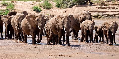 3-Day Game Viewing in Amboseli National Park