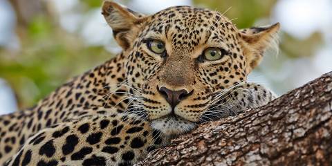 3-Day Wild Escape; Samburu Fly in Safari