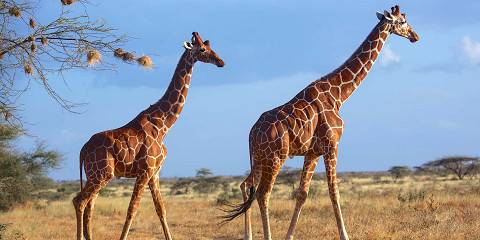 3-Day Ngutuni and Taita Hills Safari