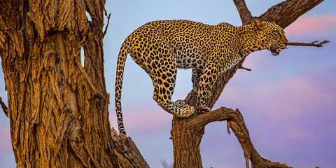 4-Day Masai Mara and Lake Nakuru Exploration