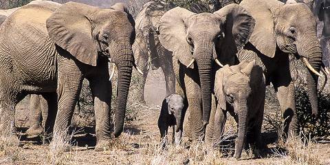 9-Day Exploration to Famous Parks in Kenya