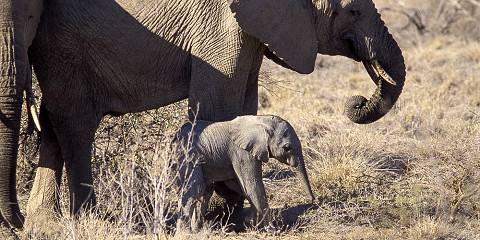3-Day Game Drives in Tsavo East and Mombasa Island Tour