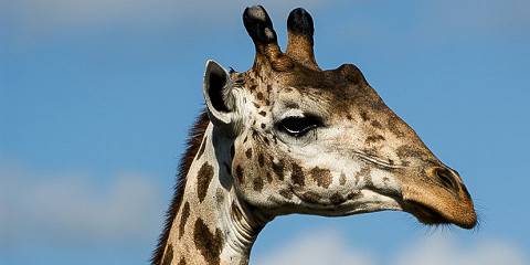 8-Day Tour to Amboseli, Nakuru, Naivasha and Maasai Mara