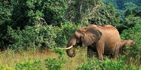 1-Day Private Tour to Shimba Hills from Diani with a Van