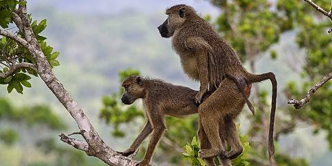 Tsavo West Where Adventure Meets Nature's Majesty