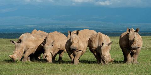 5-Day Aberdare/Lake Nakuru & Masai Mara Adventure