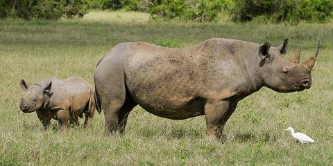 7-Day Amboseli, Aberdares, Samburu & Ol Pejeta