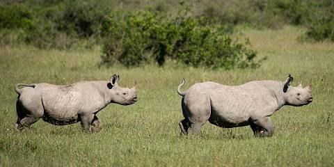 Ol Pejeta Conservancy Group Tour