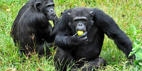 Samburu Special Five Scenic Wildlife Safari