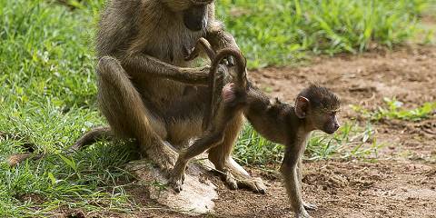 5-Day Private Safari Best for Couples
