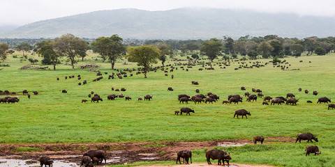 Taita Hills Wildlife Sanctuary Train Package