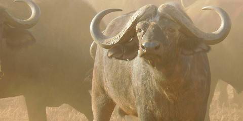 5-Day Mt Kenya & Big Five Safari Adventure