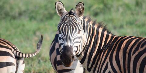 7-Day Fabulous Bush and Beach Safari