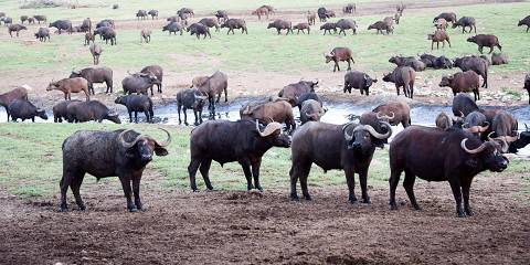 5-Day Satltick, Amboseli, Ziwani and Ngutuni by Cruiser