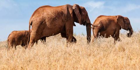 3-Day Tsavo East and Taita Hills Safari from Coast
