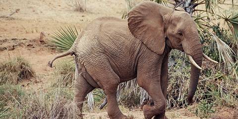 4-Day Tsavo-Amboseli Great Trail Mid Range 2026-27