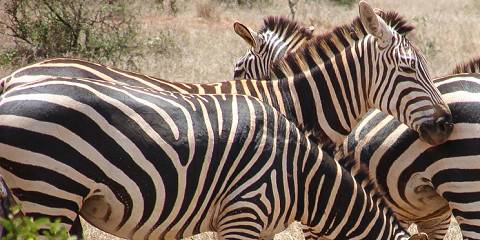3-Day Masai Mara Group Join Safari