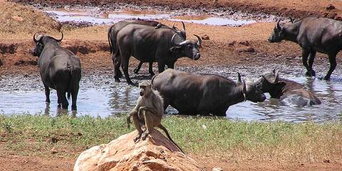 2-Day Safari to Tsavo East Park from Diani or Mombasa