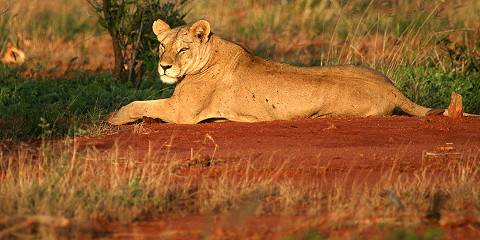 Tsavo East Safari Adventure from Mombasa