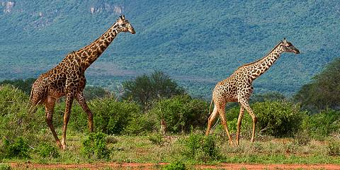 7-Day Tsavo Red Elephant to Amboseli Kilimanjaro Safari