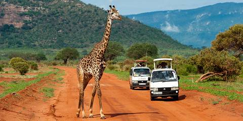 5-Day Tsavo Park, Amboseli & Saltlick Lodge