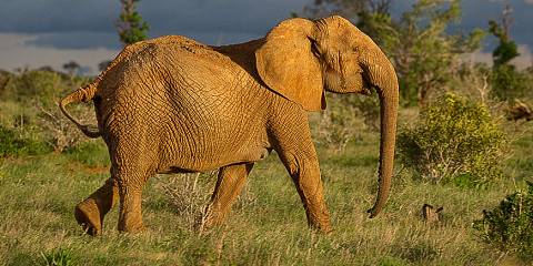 3-Day Tsavo East, Saltlick and Amboseli Luxurious Safari