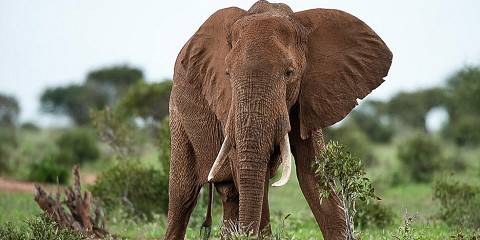 2-Day Tsavo East National Safari