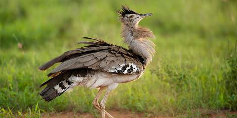 1-Day Tsavo East National Park Tour from Mombasa/Diani