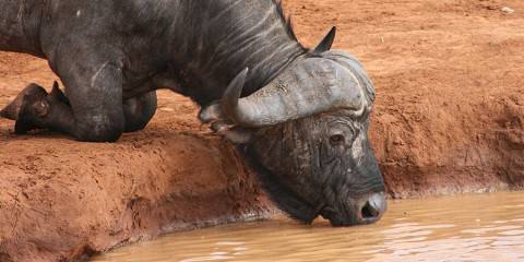 5-Day Kenya Big 5 Adventure in Private 4x4 Cruiser
