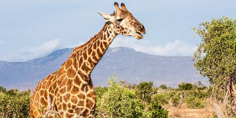 4-Day Amboseli, Taita Hills & Tsavo West Safari