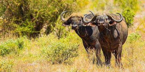 3-Day Tsavo East Safari - Pick-up & Drop-off Mombasa