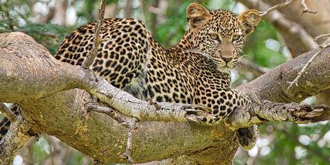 4-Day Cross-Border Safari Nairobi Serengeti & Ngorongoro