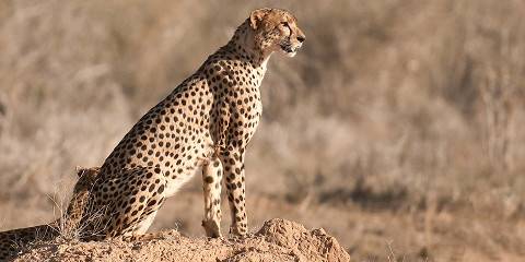 8-Day Amboseli, Naivasha, Nakuru & Mara Luxury Tour
