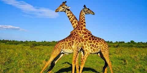 7-Day Wonders of Kenya Family Safari