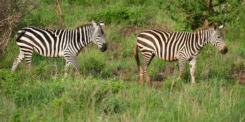 3-Day Tsavo West Standard Safari