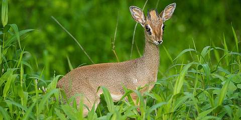 2-Day Taita Hills Game Sanctuary Tsavo West Expedition