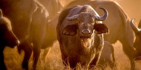 Epic Kenya Safari Adventure